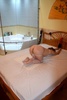erotic massage Budapest