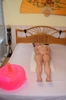 erotic massage Budapest